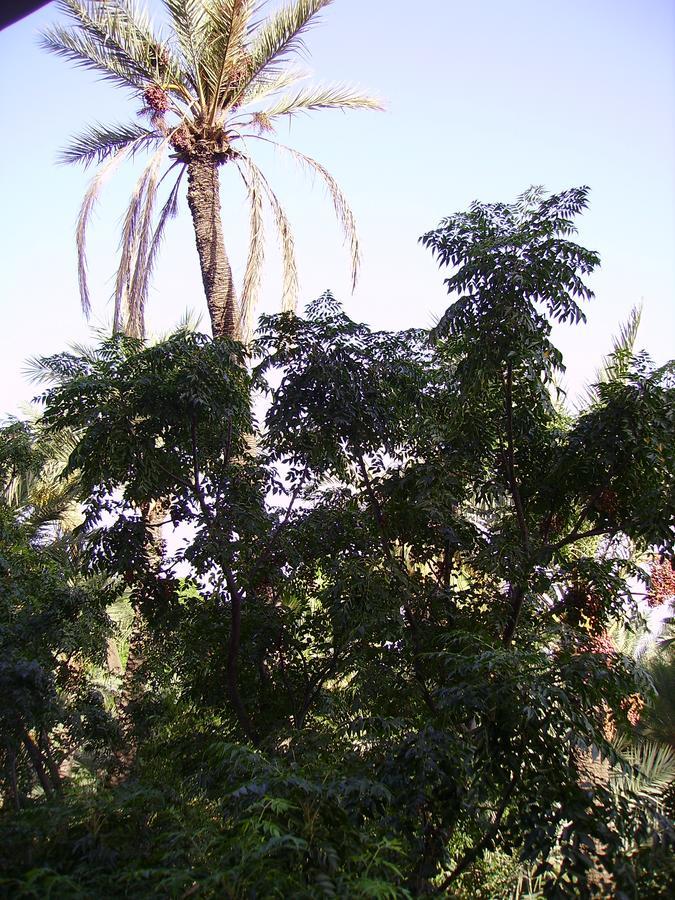Appart Avec Vue Jardin/Majorelle Marakéš Exteriér fotografie